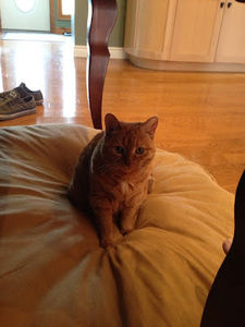 Meet your Posher, Sarah